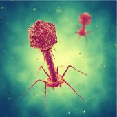 Phages and Lipids