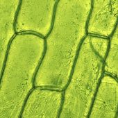 Plant Cell Application