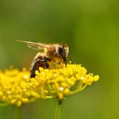 Pollen